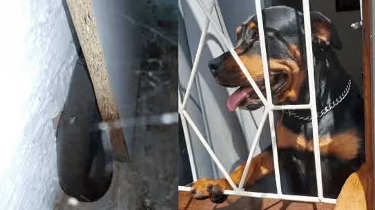 Brave Dog's Constant Barking Saves Owner from Black Mamba Snake
