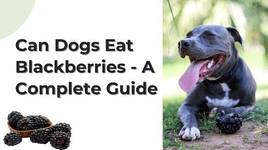 Can Dogs Eat Blackberries - A Complete Guide