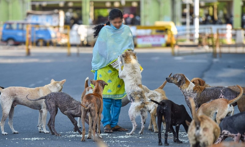 Centre Issues Guidelines for Feeding Stray Dogs in Housing Society