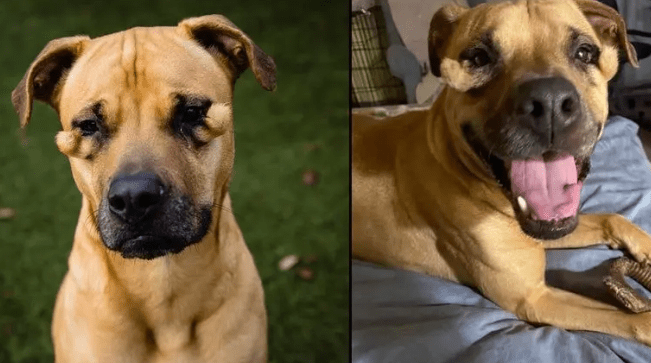 Dog Called 'Ugly' Went Viral and Gets Adopted in Orlando