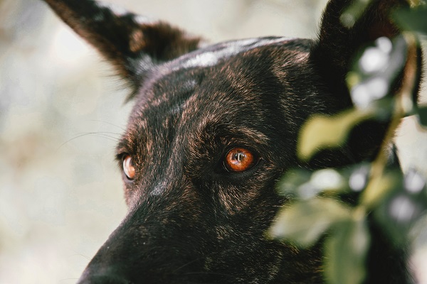 Dog Eye Infection - Causes, Signs and Treatment