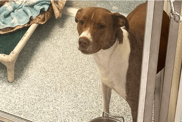 Dog Finally Gets Adopted Through Social Media After No Inquiries for Months