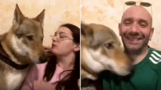 Dog Ignores Pet Mother After Getting A Kiss From Pet Father