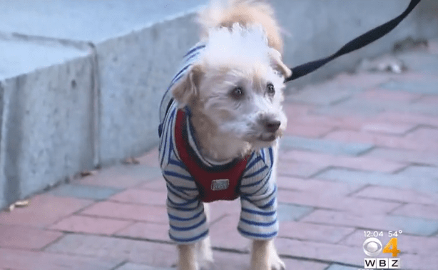 Dog Stolen in Boston Found Safe in Mattapan, Police Still Searching for Suspects