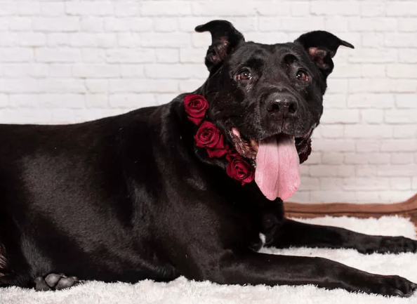 Dog with a Good Soul Is Still Waiting for Adoption After 2 Years of Being Rescued