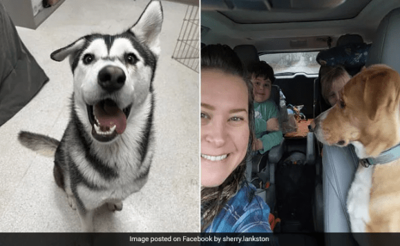Family Travels 2600 Miles to Adopt a Facial Deformed Dog