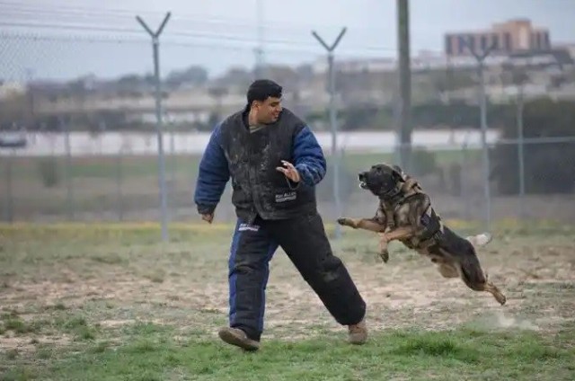 Fort Hood Hosts Its First Central Texas Dog Competition