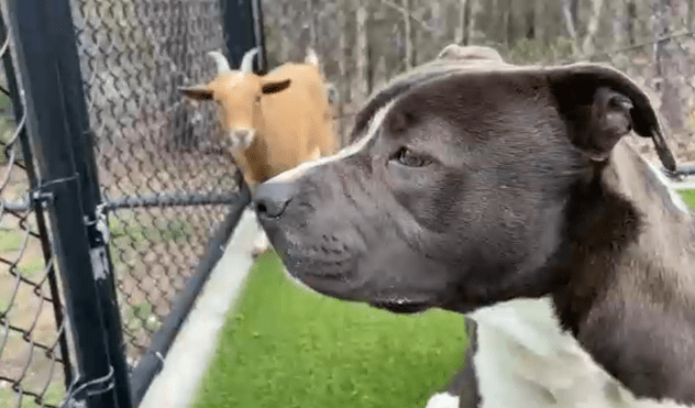Goat and Dog Duo Living an Inseparable Bond at Wake County Shelter