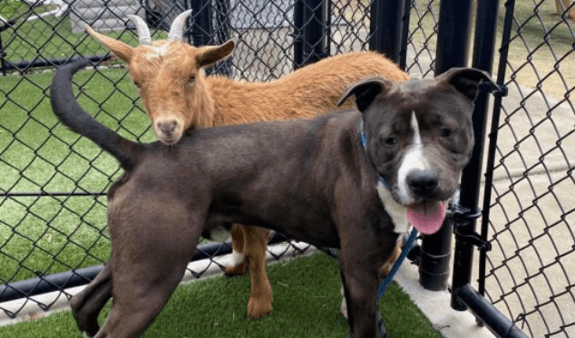 Goat and Dog Duo Living an Inseparable Bond at Wake County Shelter