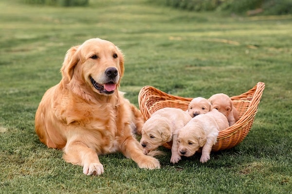 Golden Retriever Facts and Tips for Pet Owners