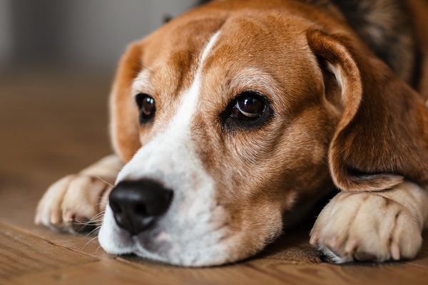 Heartworm In Dogs - Everything You Need To Know About