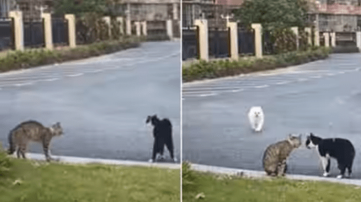 Hilarious Video Of A Dog's Failed Attempt To Befriend Cats