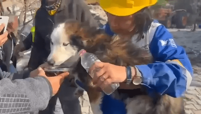 Husky Rescued After Spending 23 Days Trapped Under Earthquake Rubble in Turkey