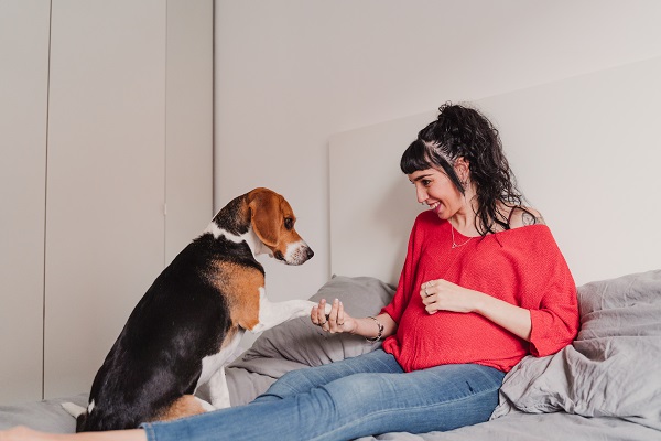 Is It Okay to Get a Puppy During Pregnancy?