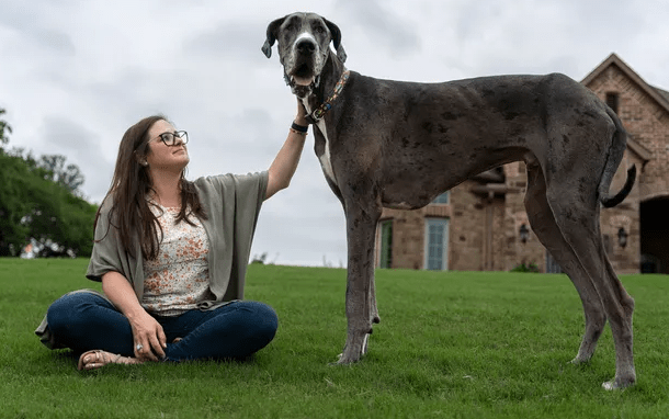 Meet Zeus, The Great Dane, Recorded as The World's Tallest Dog