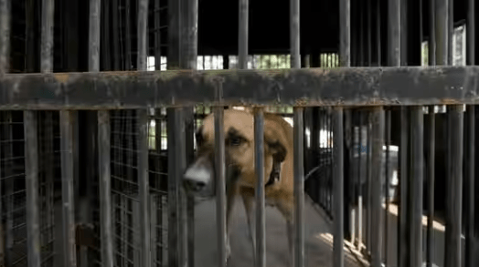 Over 1,000 Dead Dogs Found in Awful Animal Abuse Case in South Korea