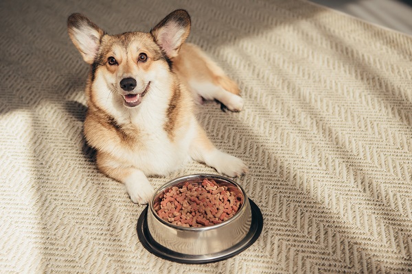 Pet Plate: A Guide to Nutritious Meals for Your Furry Friend
