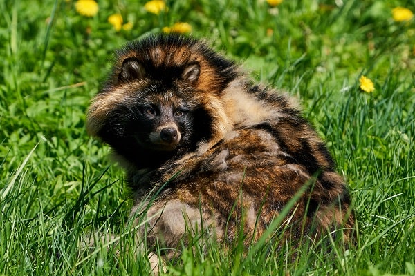 Research Shows Raccoon Dogs to Be Linked to COVID-19 Pandemic