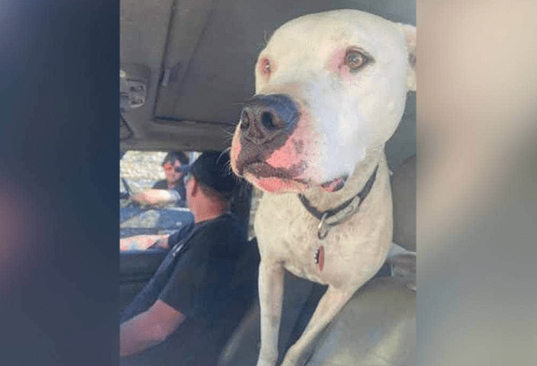 SPCA Staff Shocked After the Brutal Death of a Loving Dog