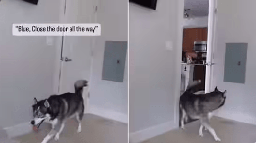 Siberian Husky Closes Door On Request of Its Pet Mom