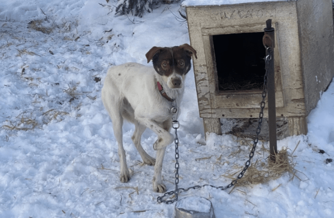 Sled Dog Reunited After Highway Escape