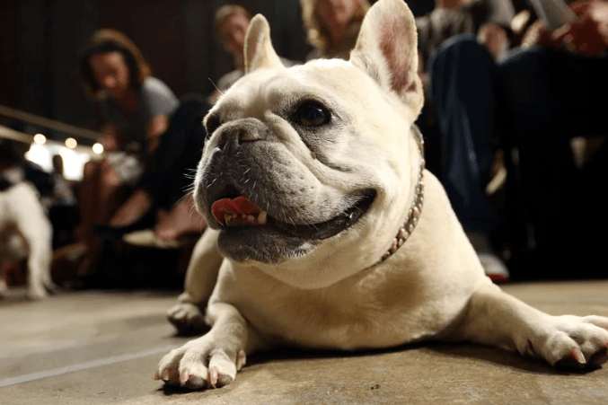 Small but Mighty French Bulldogs Become the Top Breed in the USA