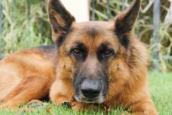 Some Crucial Information On German Shepherds