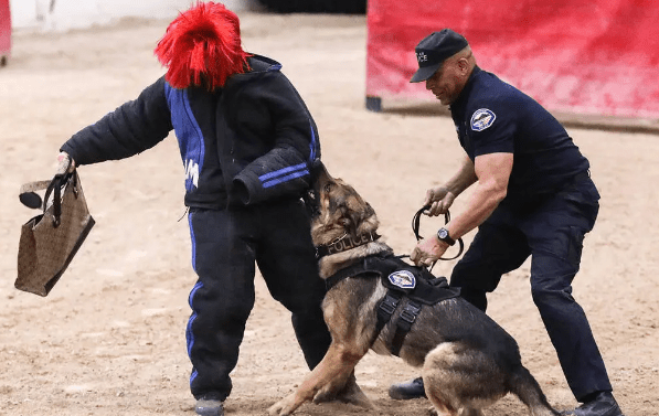 Stabbed Police Dog Becomes the Toughest Dog at K-9 Trials