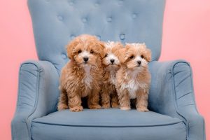 Teddy Bear Dog Breeds That Can Melt Your Heart