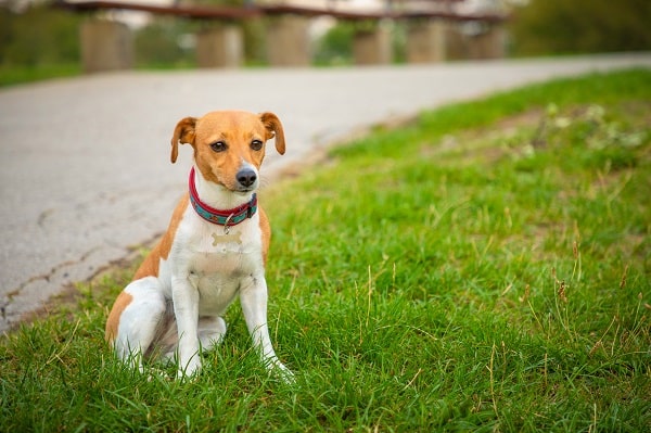 The Best Apps and Websites for Lost Pets in 2023