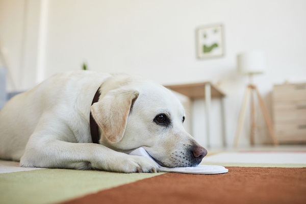 Topmost Ways to Keep Your Pet Safe from Toxic Cleaners