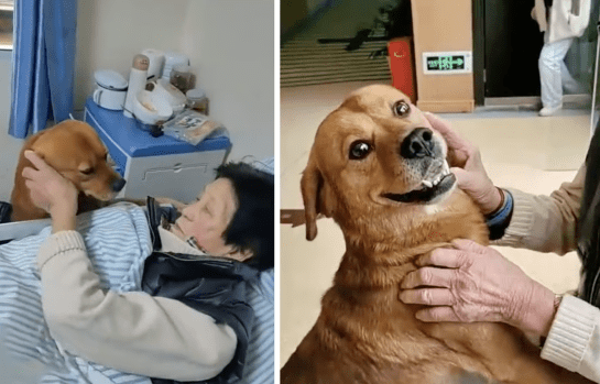Watch Video Dog Visited Sick Elderly Owner at The Hospital Got Viral