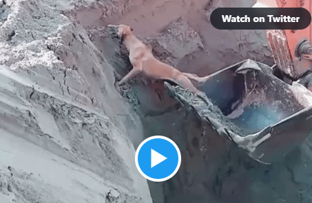 Watch Worker Pulls Out a Dog from The Deep Pit with The Help of an Excavator