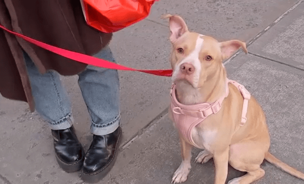 Women Rescued A Dog That Was Abandoned In The NYC Subway