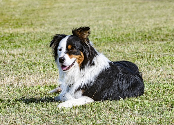 11 Best Dog Breeds from Australia (With Pictures)