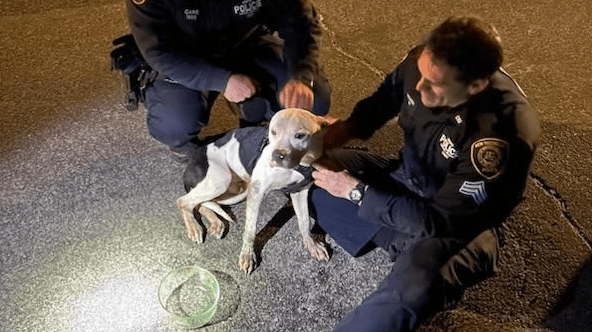 A Dog Named “Leonardo” Rescued from A Sewer In New Rochelle, NY