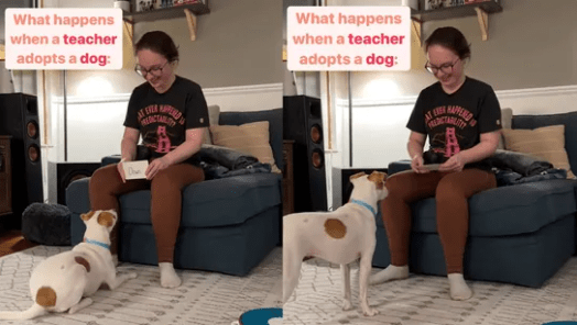 A Pet Dog “Luna” Can Read Tricks from Cards and Perform Them