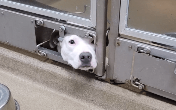 A Sweet Dog Pokes Face Out of Shelter Kennel to Watch Her Friends Get Adopted