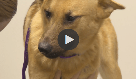 Adoption Process Started For A Dog Abandoned Near Dowdy Ferry Road In Dallas