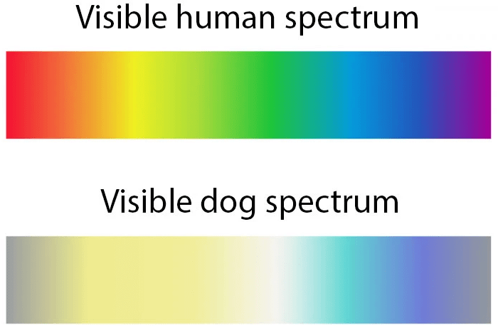 Are dogs able to see color