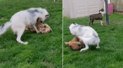 Dog Keeps Playing While The Other Pooch And Fox Scuffle