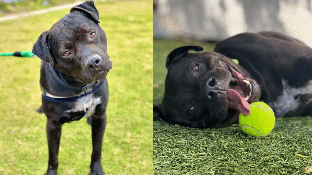 Dog in California Shelter for Nearly 800 Days Has Received 0 Applications