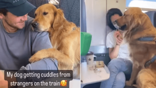 Heartwarming Video of Friendly Dog Seeking Cuddles on a Train