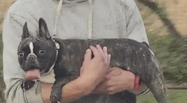 Hundreds of Online Sleuths Help Dallas Couple Find Stolen French Bulldog