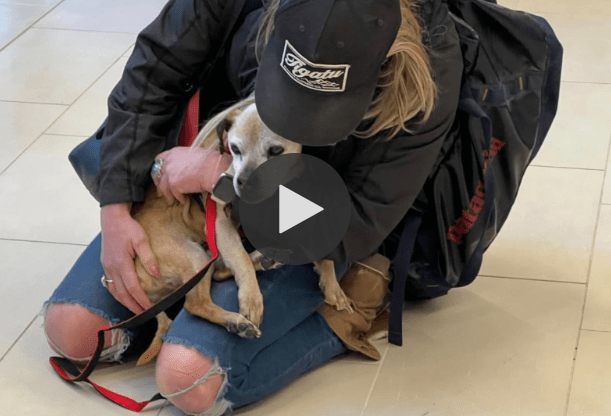 Lost Dog Named Nugget Reunited with Owner After 7 Years Apart
