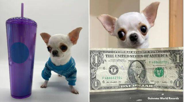 Meet the World's Smallest Dog Tinier Than a Popsicle Stick!