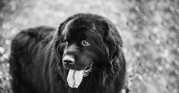 The Best Mountain Dog Breeds