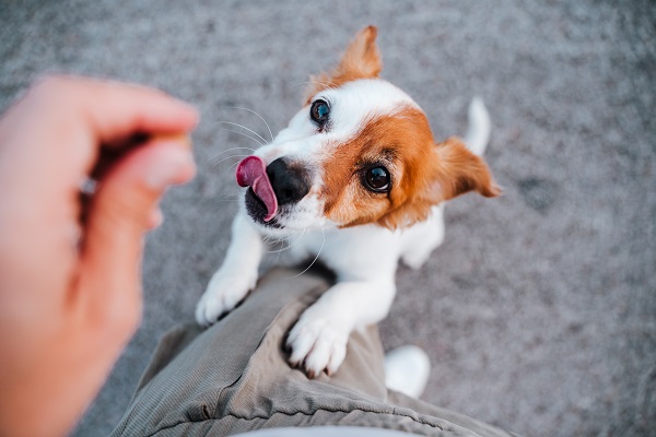 Tips on Choosing the Best Dog Treats in India