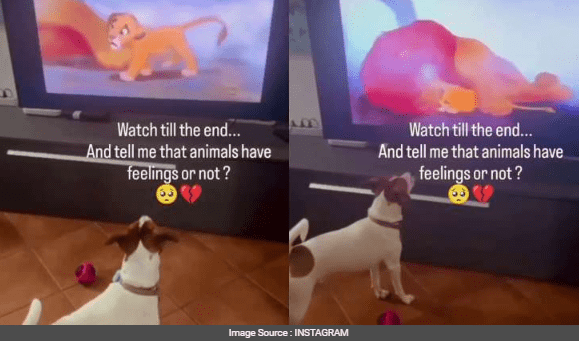 Watch Dog Cries During Mufasa's Death Scene While Watching 'the Lion King'