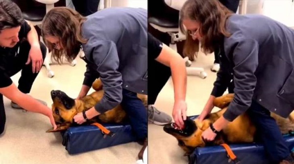 Watch How Vet Saves Dog That Had Swallowed a Kong Toy